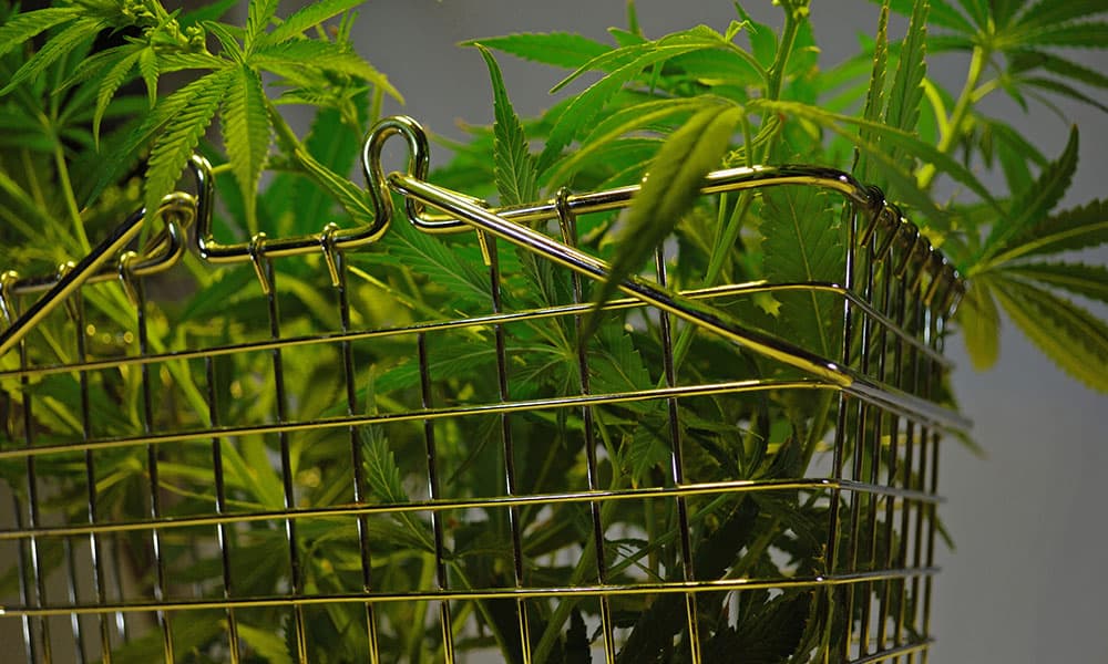 A gold coloured wire shoping basket, containing a number of cannabis plants