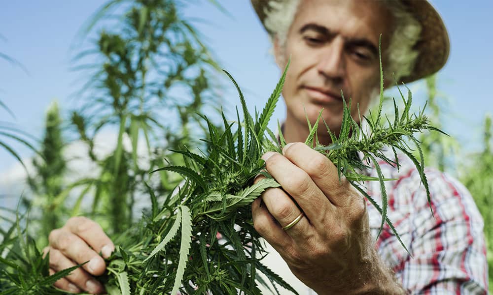 An senior male cannabis farmer inspects a crop of cannabis plants