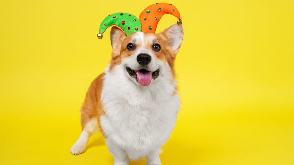 Cute dog in funny colourful jester cap.