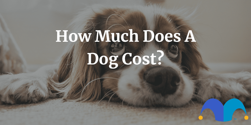 sad puppy with the text “How much does a dog cost?” and The Motley Fool jester cap logo