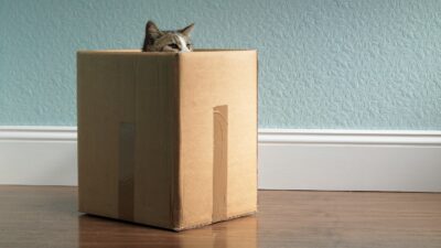 Grey cat peeking out from inside a cardboard box in a house