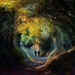 Tree lined "tunnel" in the English countryside of West Sussex in autumn